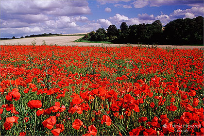 Poppy Field, near Stonehenge