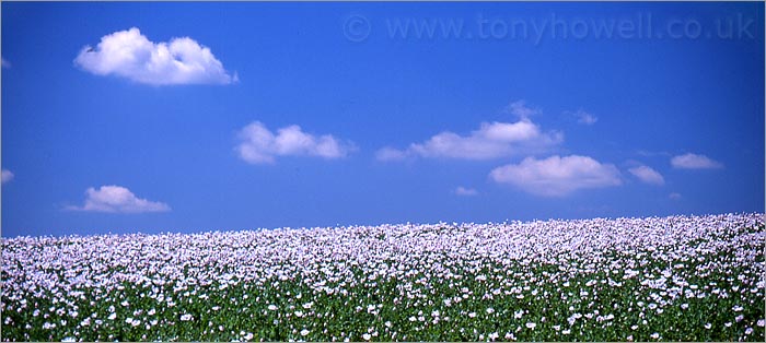 Poppy Field