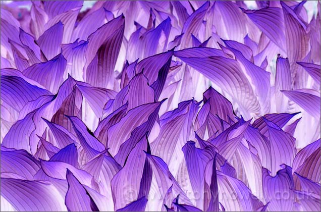 Purple Hosta Leaves