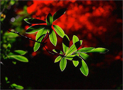 Rhododendron in front of Red Maple