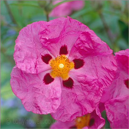 Pink Rock Rose Flower - <em>Cistus x purpureus</em>