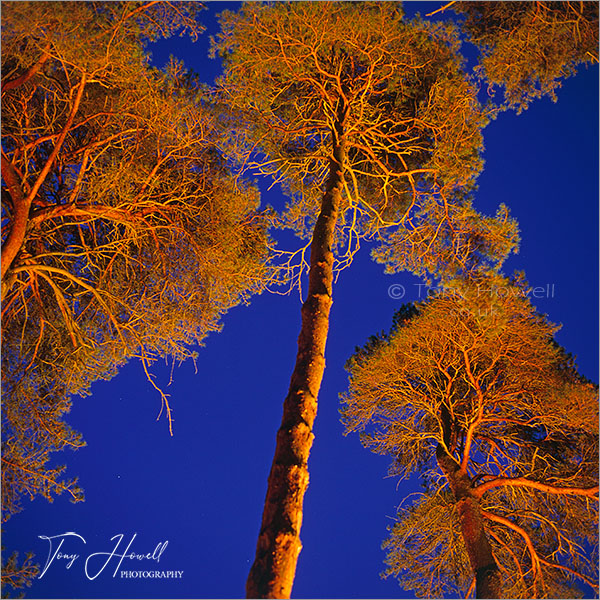 Scots Pine
