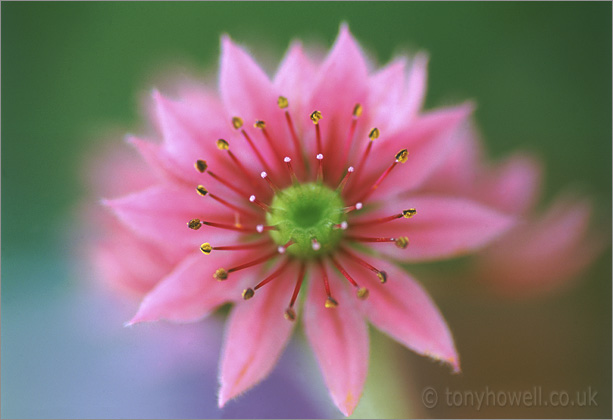 Sempervivum Arachnoideum