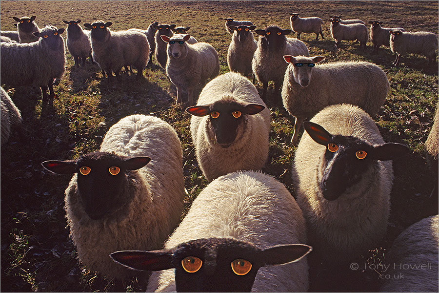 Sheepish Looks