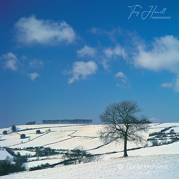 Tree, Snow, Freezing Hill, Bath