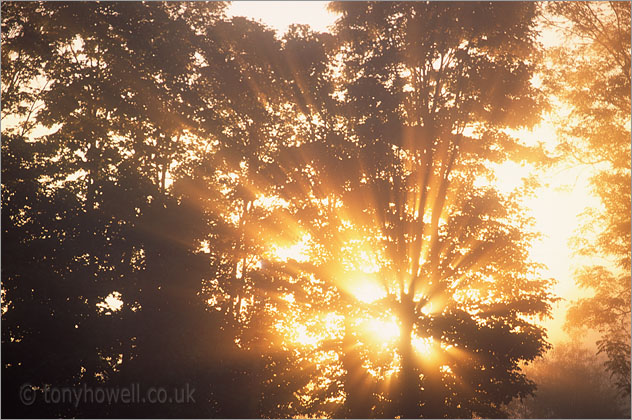 Trees, Mist