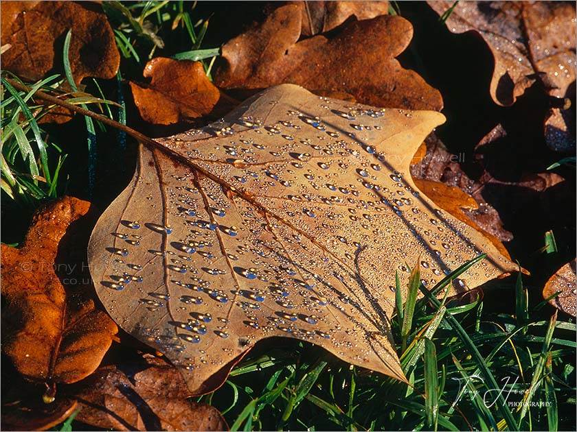 Tulip Tree Leaf