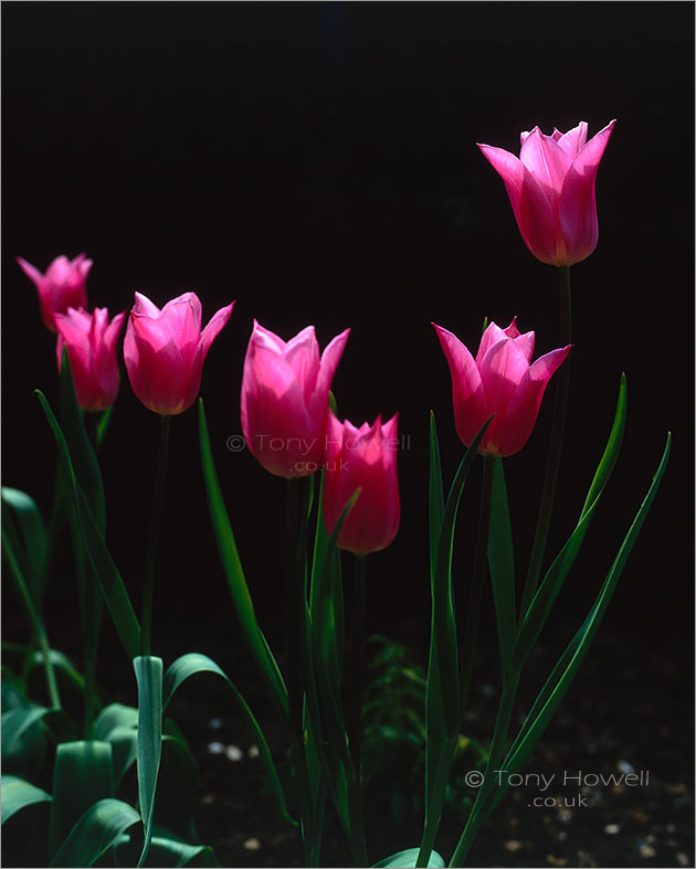 Pink Tulips