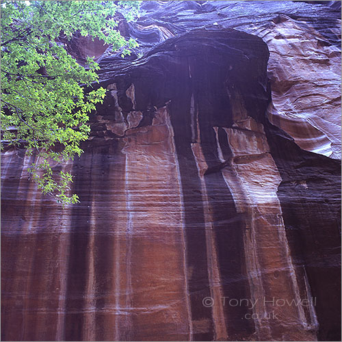 Virgin River Wall, Zion National Park