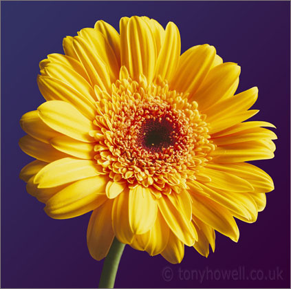 Yellow Gerbera