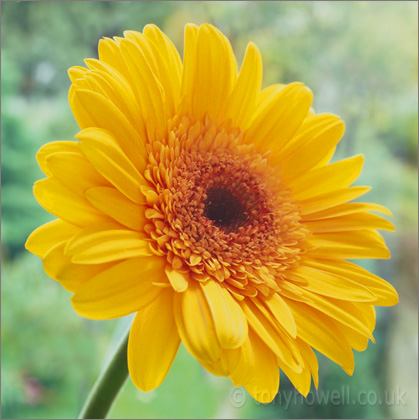 Yellow Gerbera