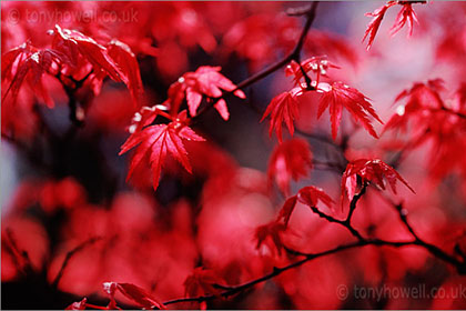 Acer Palmatum, Shishio Improved