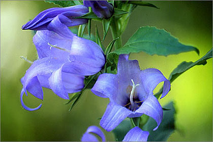 Campanula