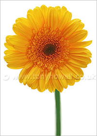 Gerbera on white