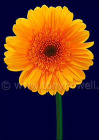 Gerbera