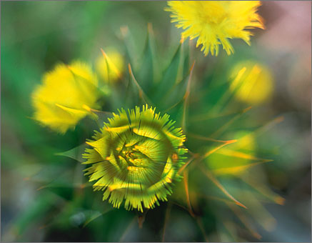 Coltsfoot & Chile Pine