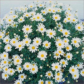 Marguerite