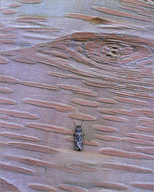 Moth on Birch