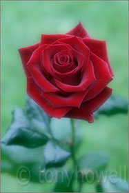 Rose, dark red