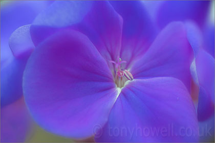 Pelargonium, blue