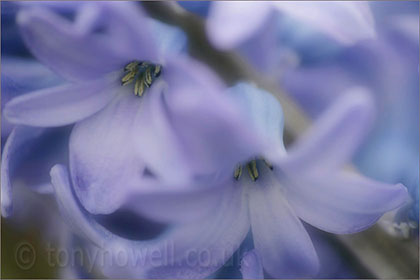 Hyacinth, close up