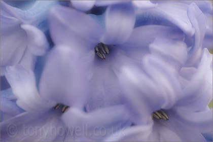 Hyacinth, close up