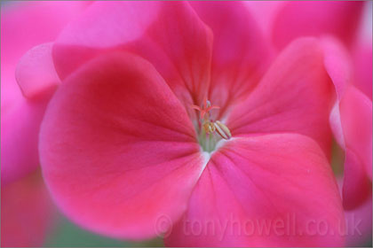 Pelargonium, pink