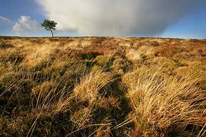 Tree, Grasses