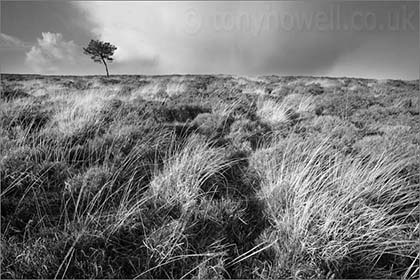 Tree, Quantocks