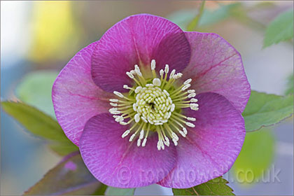 Hellebore