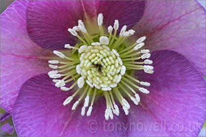 Hellebore, purple