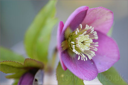 Hellebore