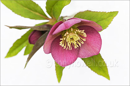 Hellebore, on white