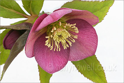 Hellebore