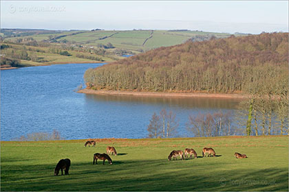 Ponies, Wimbleball Lake 