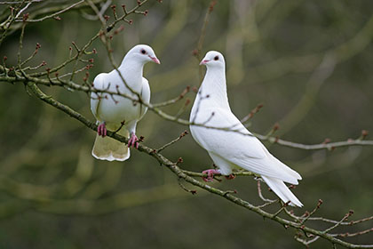 Doves