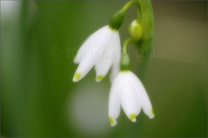 Leucojum