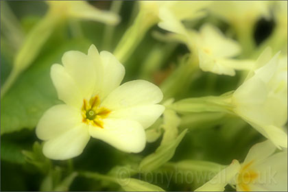 Primrose