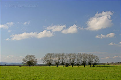 Willow Trees