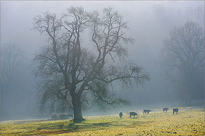 Tree, Cows, Fog