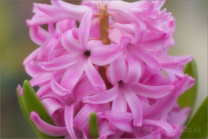Hyacinth