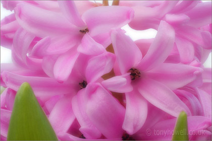 Hyacinth, close up