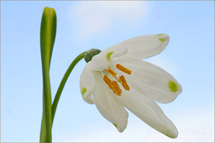 Leucojum