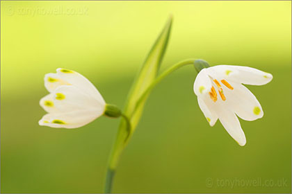 Leucojum