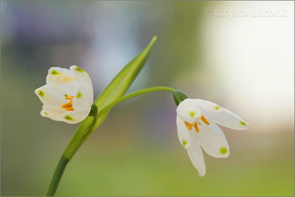 Leucojum