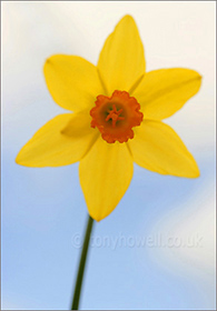 Daffodil