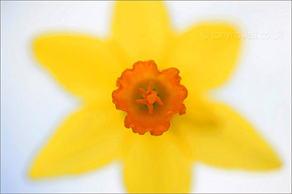 Daffodil