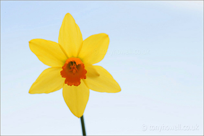 Daffodil