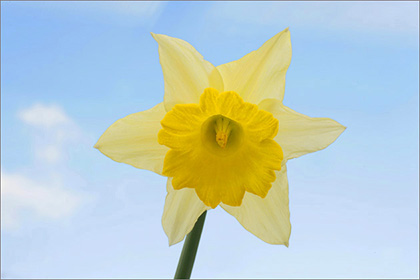 Daffodil, blue sky
