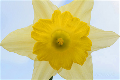 Daffodil close up